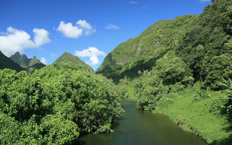 The Darijun Jungle